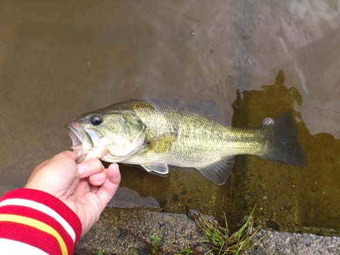 f:id:puchitenshi:20140506215739j:image f:id:puchitenshi:20140506215739j:image