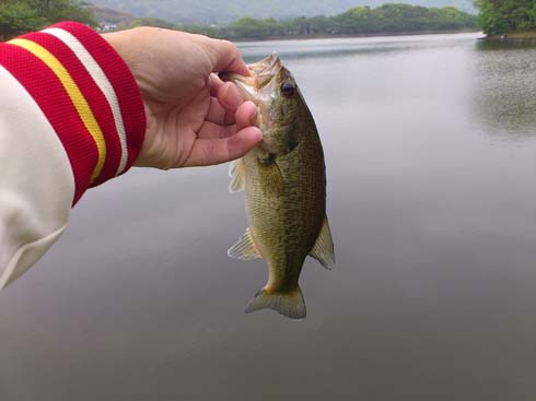 f:id:puchitenshi:20140518001742j:image