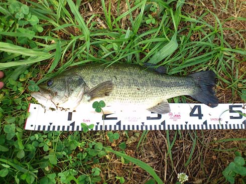 f:id:puchitenshi:20140724001927j:image f:id:puchitenshi:20140724001927j:image