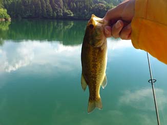 f:id:puchitenshi:20140815001409j:image f:id:puchitenshi:20140815001409j:image