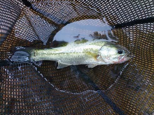 f:id:puchitenshi:20140820151639j:image f:id:puchitenshi:20140820151639j:image