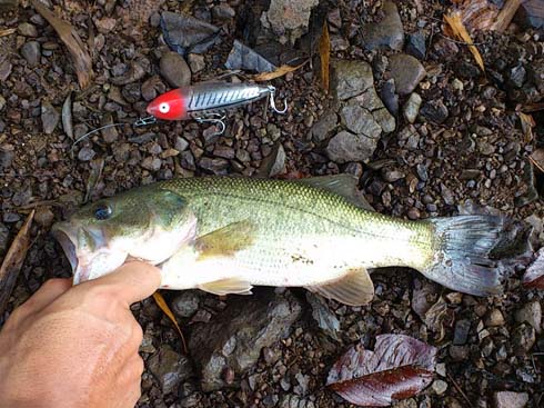 f:id:puchitenshi:20140901005540j:image f:id:puchitenshi:20140901005540j:image