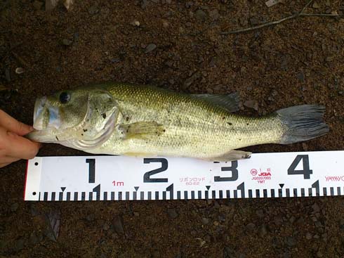 f:id:puchitenshi:20140901005732j:image f:id:puchitenshi:20140901005732j:image