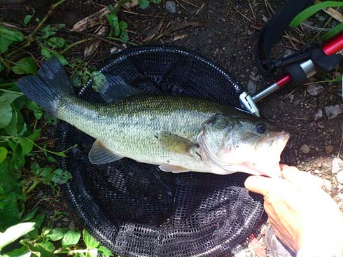 f:id:puchitenshi:20140905205748j:image