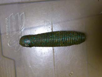 f:id:puchitenshi:20140905205828j:image