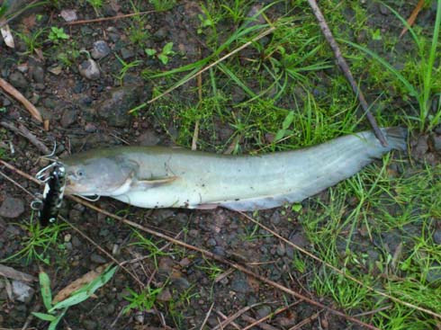 f:id:puchitenshi:20140905205844j:image