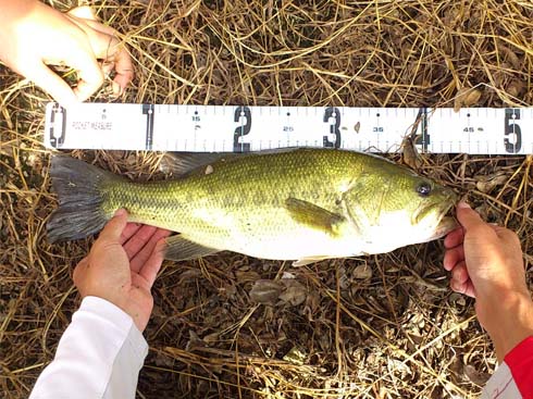 f:id:puchitenshi:20140908023105j:image f:id:puchitenshi:20140908023105j:image