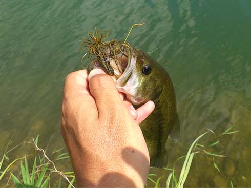 f:id:puchitenshi:20140910084217j:image f:id:puchitenshi:20140910084217j:image