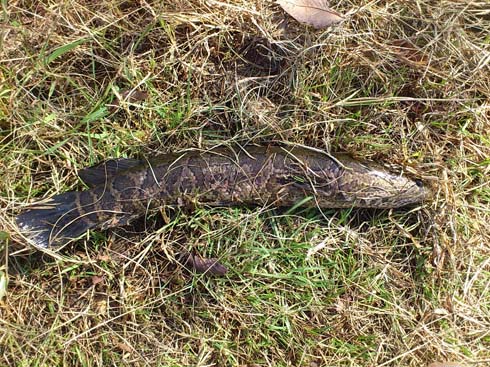 f:id:puchitenshi:20141031220157j:image f:id:puchitenshi:20141031220157j:image