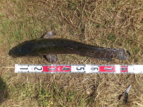 f:id:puchitenshi:20141031220208j:image f:id:puchitenshi:20141031220208j:image