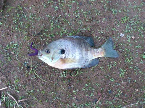 f:id:puchitenshi:20141031220231j:image f:id:puchitenshi:20141031220231j:image