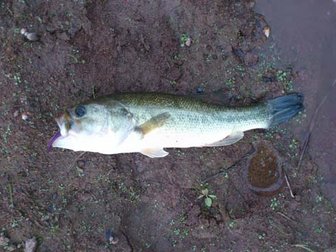 f:id:puchitenshi:20141031220241j:image f:id:puchitenshi:20141031220241j:image