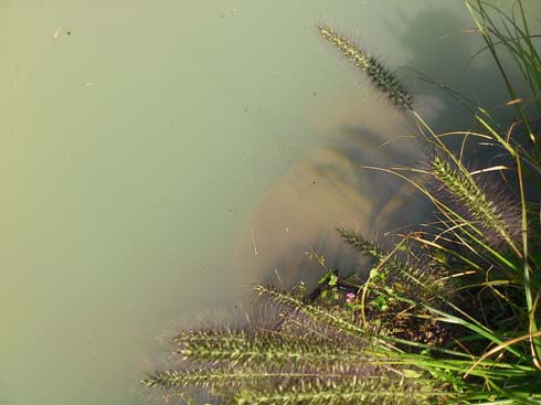 f:id:puchitenshi:20141103020128j:image