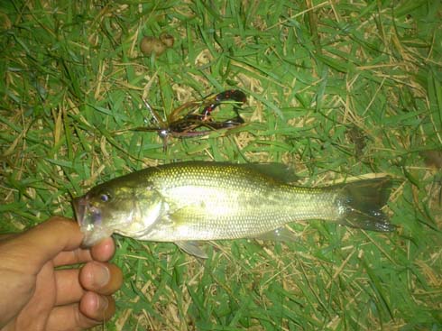 f:id:puchitenshi:20141109021446j:image f:id:puchitenshi:20141109021446j:image