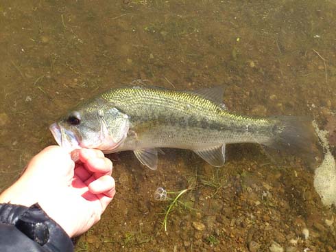 f:id:puchitenshi:20141109021509j:image f:id:puchitenshi:20141109021509j:image