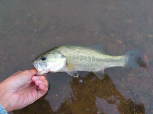 f:id:puchitenshi:20141109021553j:image f:id:puchitenshi:20141109021553j:image