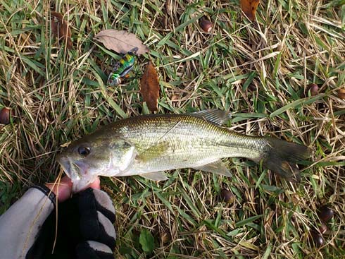 f:id:puchitenshi:20141210003422j:image