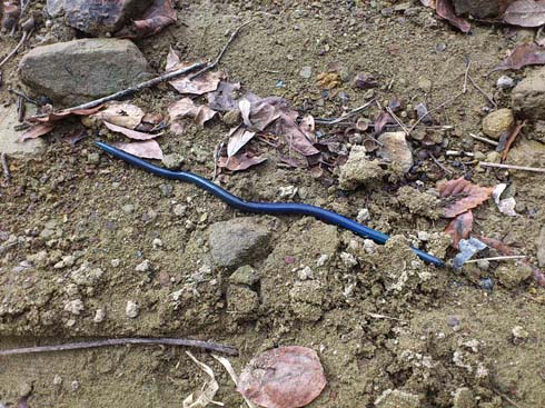 f:id:puchitenshi:20141210003500j:image