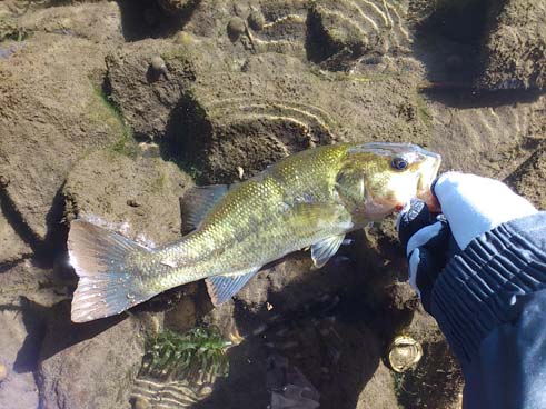 f:id:puchitenshi:20150125023603j:image f:id:puchitenshi:20150125023603j:image