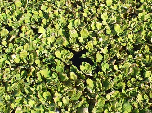 f:id:puchitenshi:20150125023702j:image f:id:puchitenshi:20150125023702j:image