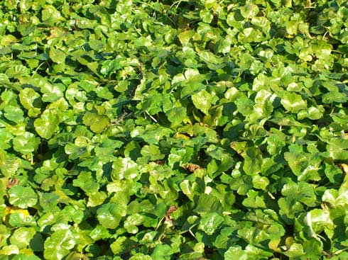 f:id:puchitenshi:20150125023714j:image f:id:puchitenshi:20150125023714j:image