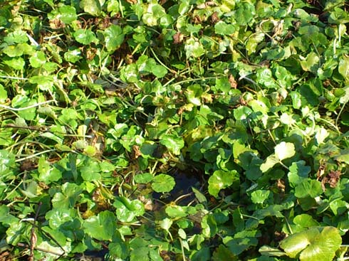 f:id:puchitenshi:20150125023734j:image f:id:puchitenshi:20150125023734j:image