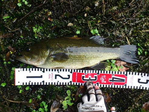 f:id:puchitenshi:20150227210434j:image