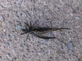 f:id:puchitenshi:20150227210500j:image