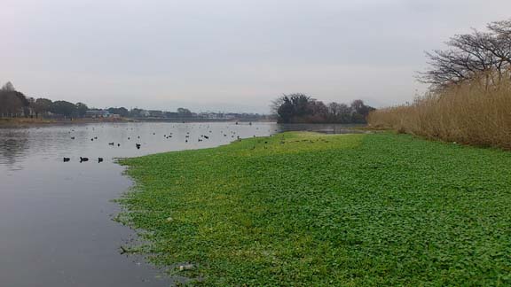 f:id:puchitenshi:20150227210557j:image