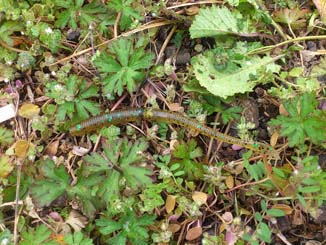 f:id:puchitenshi:20150227210721j:image