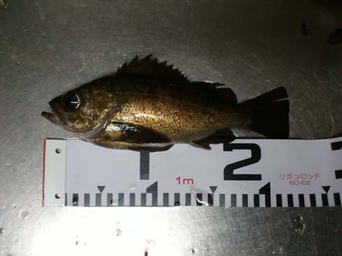 f:id:puchitenshi:20150401234715j:image f:id:puchitenshi:20150401234715j:image