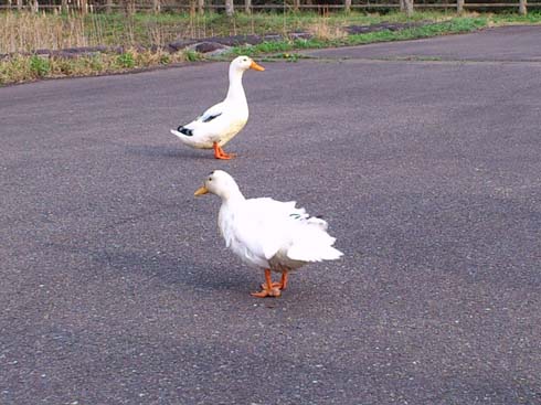 f:id:puchitenshi:20150427013553j:image f:id:puchitenshi:20150427013553j:image