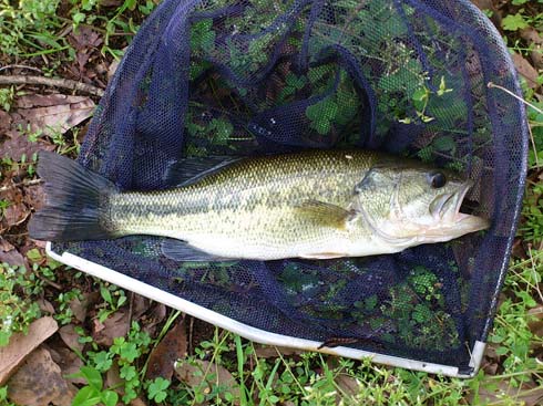 f:id:puchitenshi:20150502000627j:image