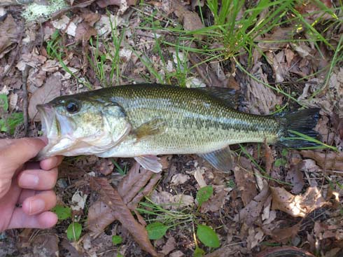 f:id:puchitenshi:20150502000933j:image