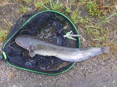 f:id:puchitenshi:20150522224158j:image