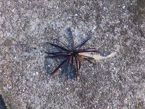 f:id:puchitenshi:20150701012730j:image f:id:puchitenshi:20150701012730j:image