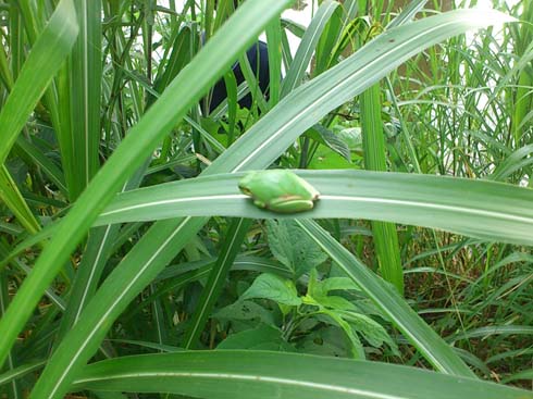 f:id:puchitenshi:20150701012738j:image f:id:puchitenshi:20150701012738j:image