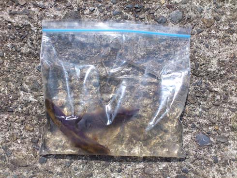 f:id:puchitenshi:20150703202255j:image