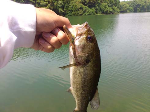 f:id:puchitenshi:20150703202334j:image