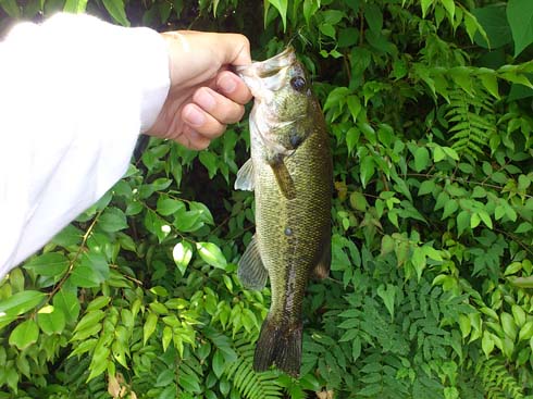 f:id:puchitenshi:20150703202406j:image