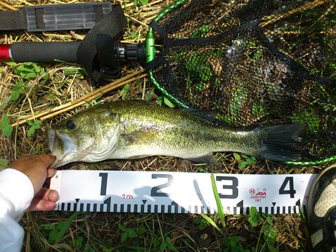 f:id:puchitenshi:20150703202436j:image