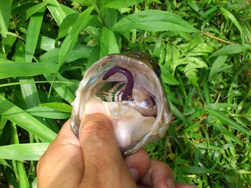 f:id:puchitenshi:20150703202458j:image