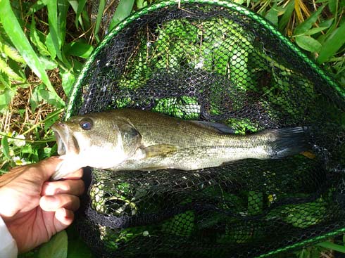 f:id:puchitenshi:20150703202516j:image