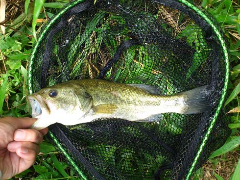 f:id:puchitenshi:20150703202543j:image