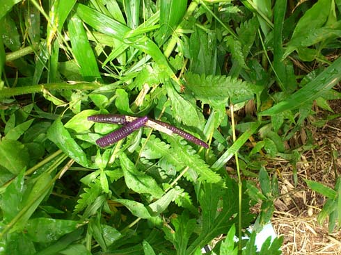 f:id:puchitenshi:20150703202606j:image