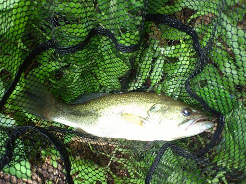 f:id:puchitenshi:20150703202617j:image