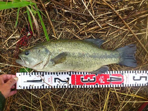 f:id:puchitenshi:20150714230521j:image