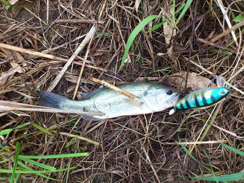 f:id:puchitenshi:20150814115550j:image