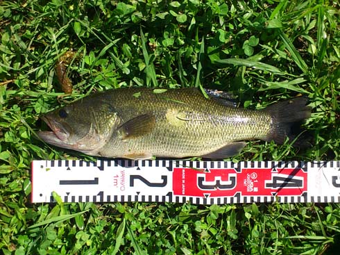 f:id:puchitenshi:20150915010733j:image f:id:puchitenshi:20150915010733j:image