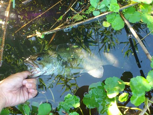 f:id:puchitenshi:20150915010742j:image f:id:puchitenshi:20150915010742j:image